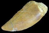 Bargain, Juvenile Carcharodontosaurus Tooth #84389-1